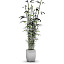 stylish bamboo plant 3d model
