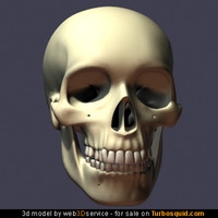 Detailed Human Skull 3d Model