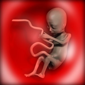fetus womb 3d model