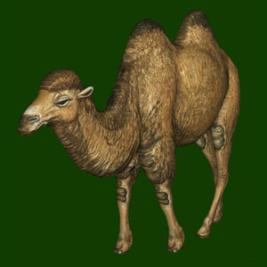 camel poser pz3