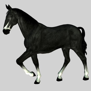 poser horse gelding