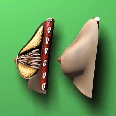 breast section anatomy 3d model