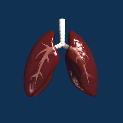 Lungs Internal 3d Max