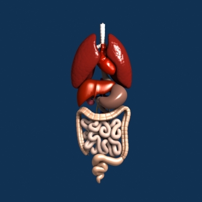 人体内脏器官3d模型