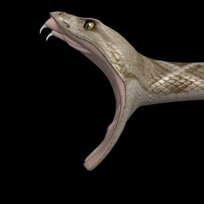 snake rattlesnake 3d model