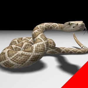 snake rattlesnake 3d model