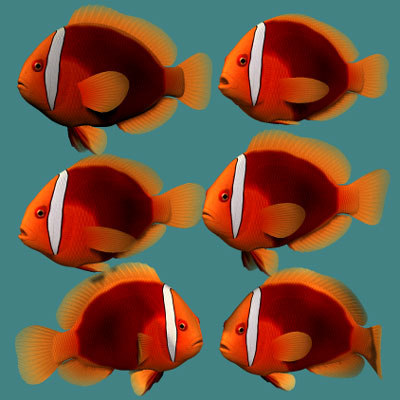 3ds tomato clownfish female