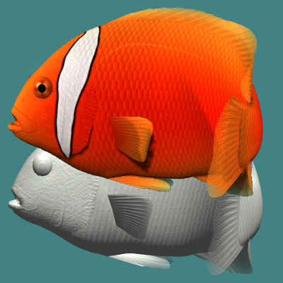 3d tomato clownfish male