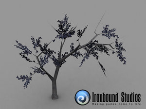 free beech tree 3d model