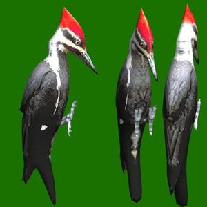 3ds max pileated woodpecker