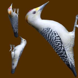 3d model golden-fronted woodpecker