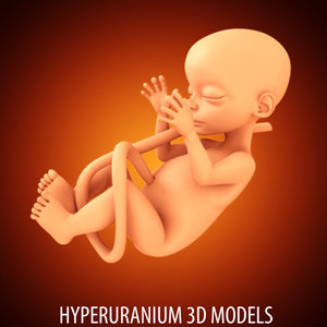 fetus 3d model