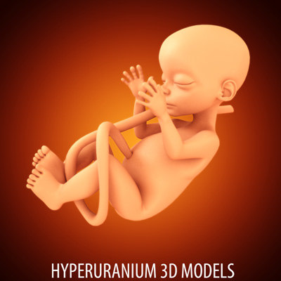 Fetus 3d Model