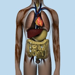 human lungs 3d model