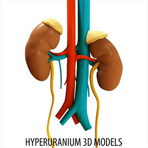 kidney surrenal gland 3d model