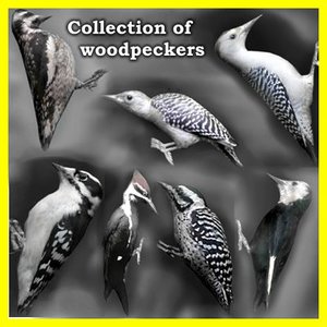 3d woodpeckers