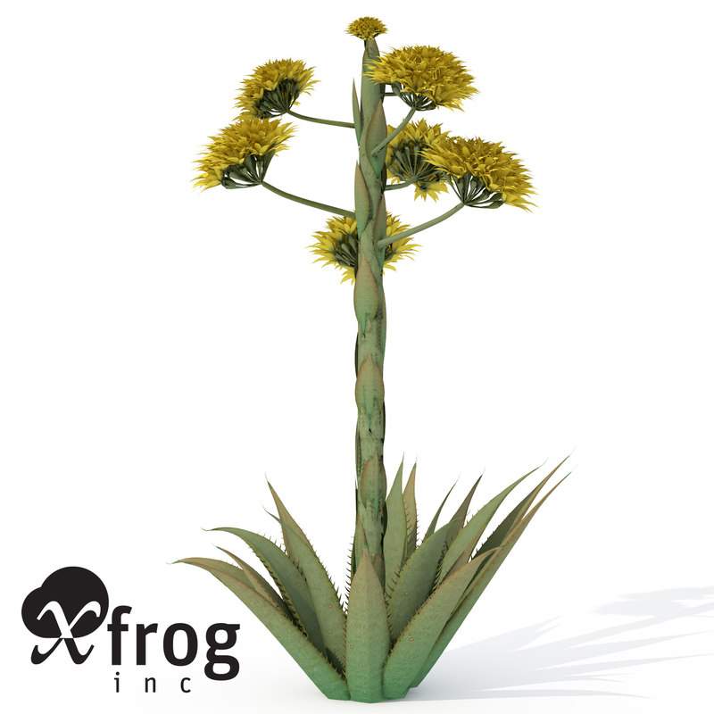 desert agave plant 3d model