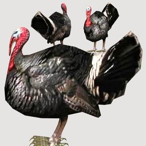 3d model turkey cock