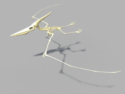 pterodactyl dinosaur skeleton
