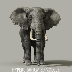 african elephant 3d model