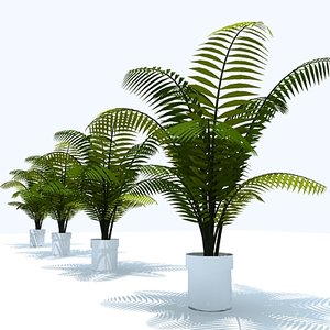 3d model palm plant