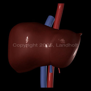 anatomically liver 3d model