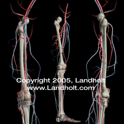 anatomically human leg 3d model