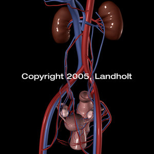 arteries veins pelvis 3d model
