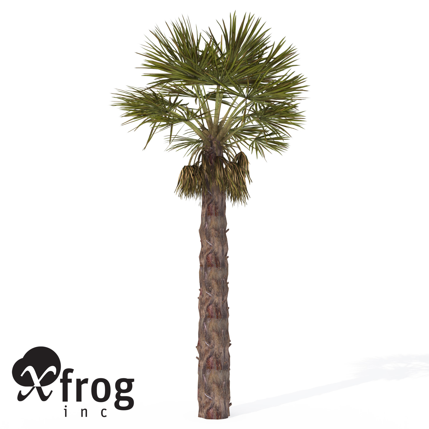 chinese-windmill-palm-3d-model