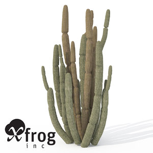 organ pipe cactus plant 3d model