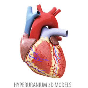 human heart obj
