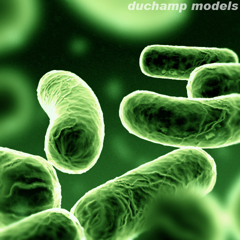 bacterium 3d model