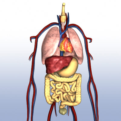 human body organs 3d model
