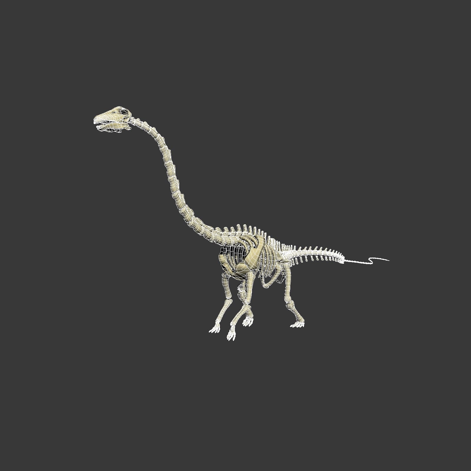 skeleton diplodocus