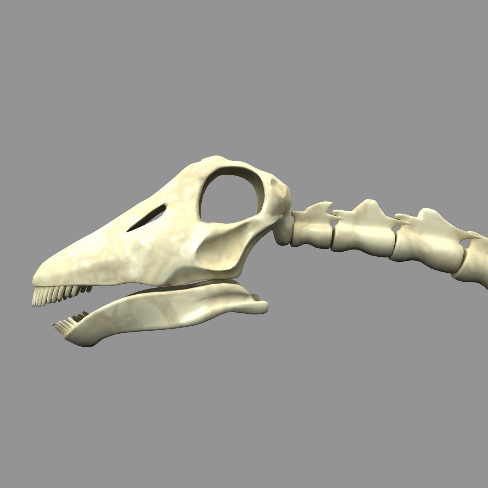 skeleton diplodocus