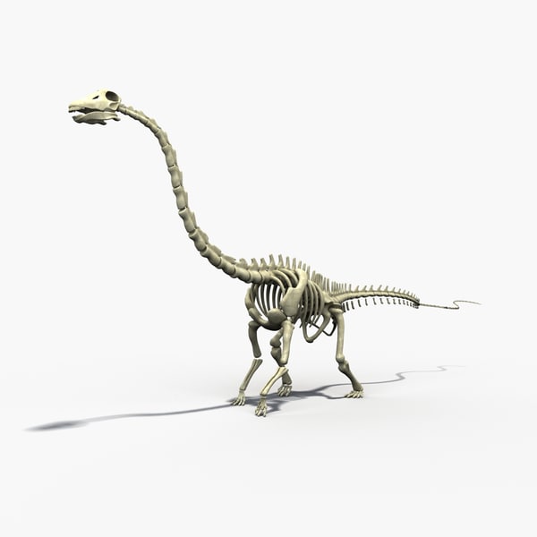 skeleton diplodocus