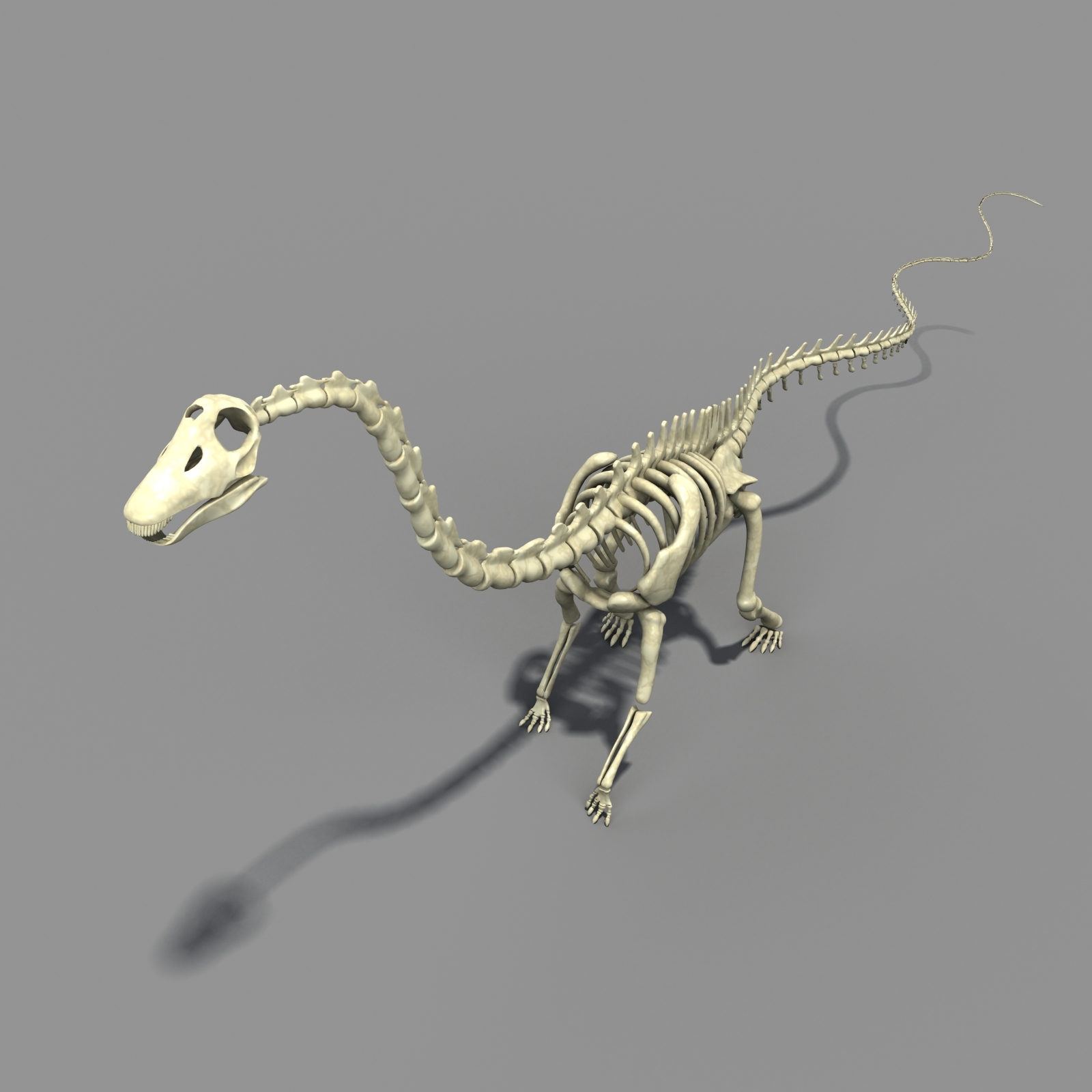 Diplodocus Skeleton 3d Model