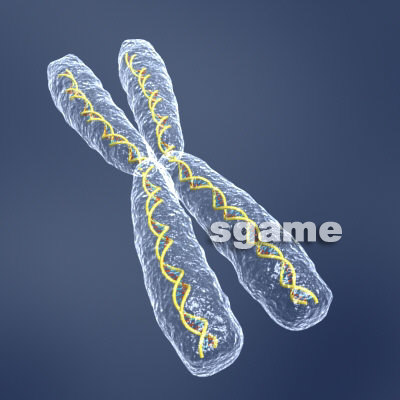 human chromosome x dna helix 3d model