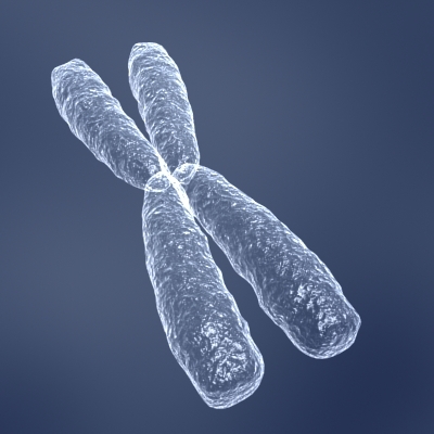 human chromosome x dna helix 3d model