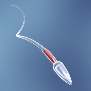 3ds max human sperm