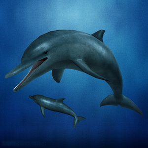 Rigged Dolphin 3d Models For Download Turbosquid
