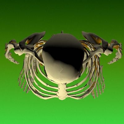 3d human skeleton