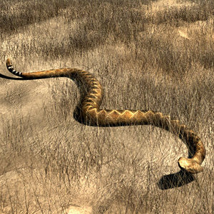 3d diamondback rattlesnake
