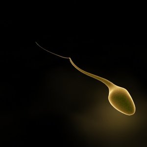 3d model sperm cell 2