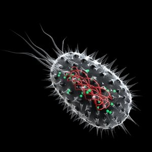 flagella chromosome cell 3d model
