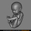 unborn child fetus 3d model