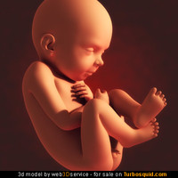 Fetus 3d Model