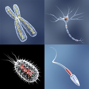 chromosome bacteria neuron cell 3d 3ds