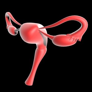 3ds max reproductive uterus