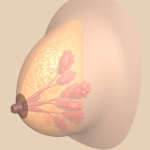 breast section anatomy 3d model